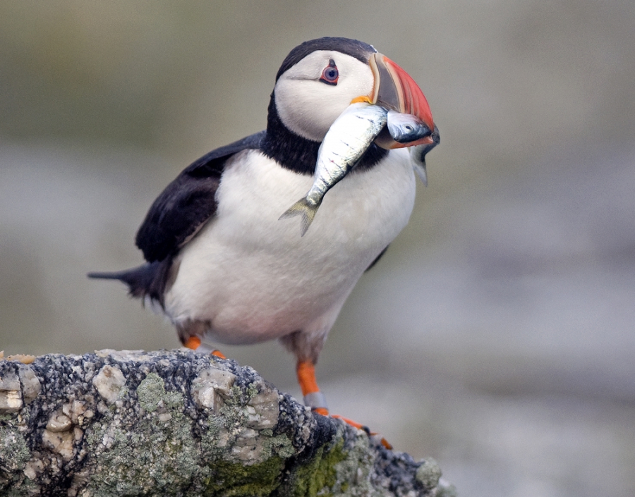 Puffin with hake and bluefish. Puffin with hake and bluefish.